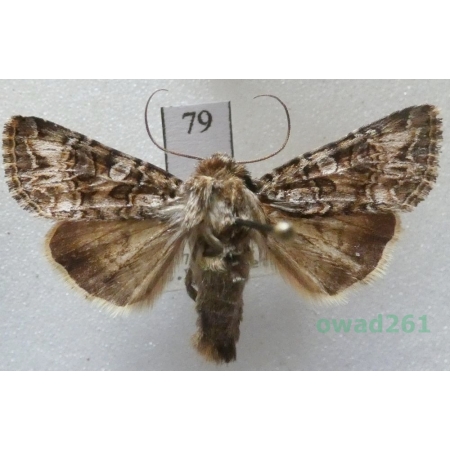 Anarta odontites (Boisduval, 1829) Austia79